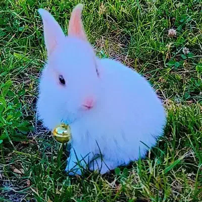 خرگوش|موش و خرگوش|سنندج, |دیوار