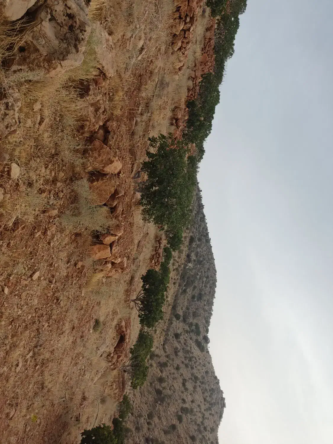 باغ انجیر ۱۰ کیلومتری نوایگان لایزنگان|فروش دفتر صنعتی، کشاورزی، تجاری|داراب, |دیوار