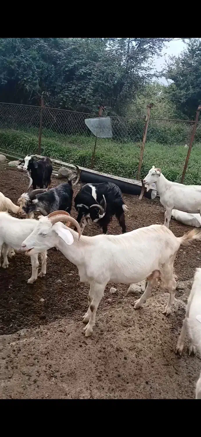 بز سانن دورگ|حیوانات مزرعه|املش, |دیوار