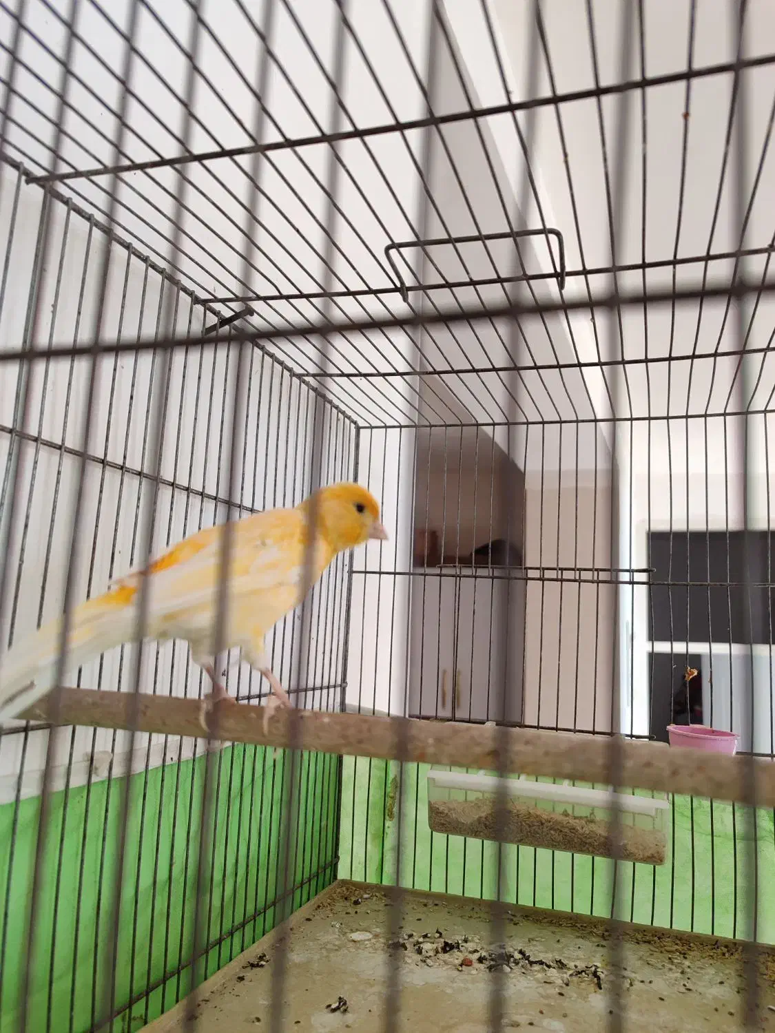 قناری|پرنده|مرودشت, کناره|دیوار