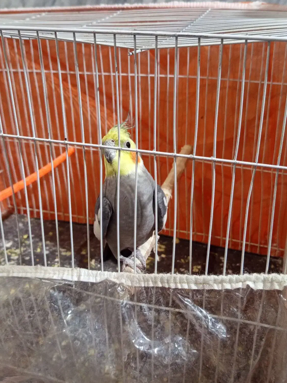 عروس هلندی|پرنده|تایباد, |دیوار