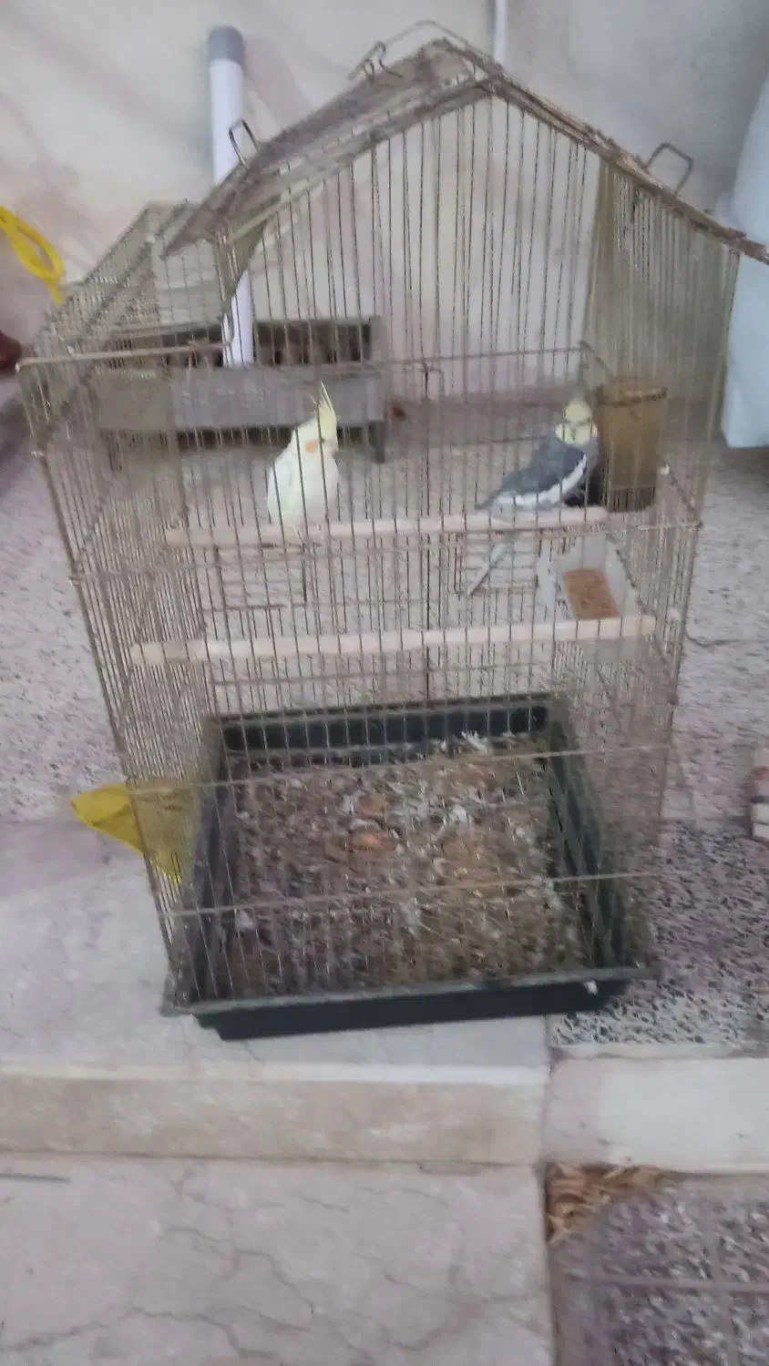 عروس هلندی|پرنده|هشتگرد, خور|دیوار