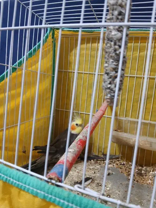 عروس هلندی نر|پرنده|کیاشهر, |دیوار