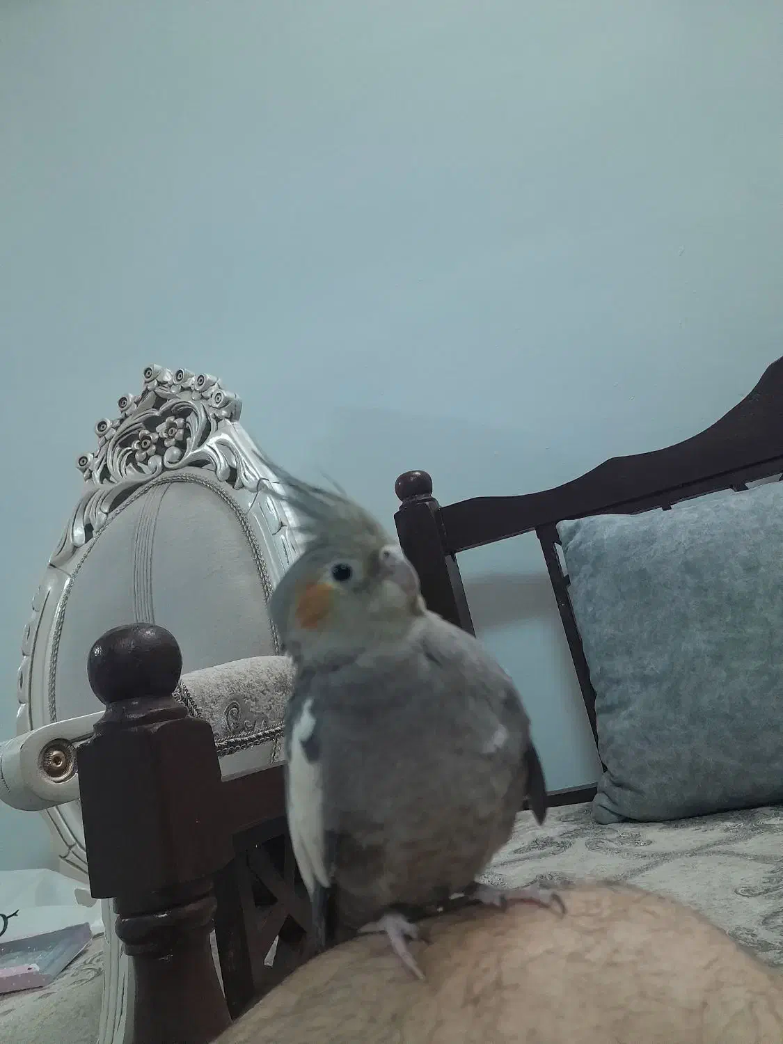 عروس هلندی ماده سینامون|پرنده|بروجرد, |دیوار