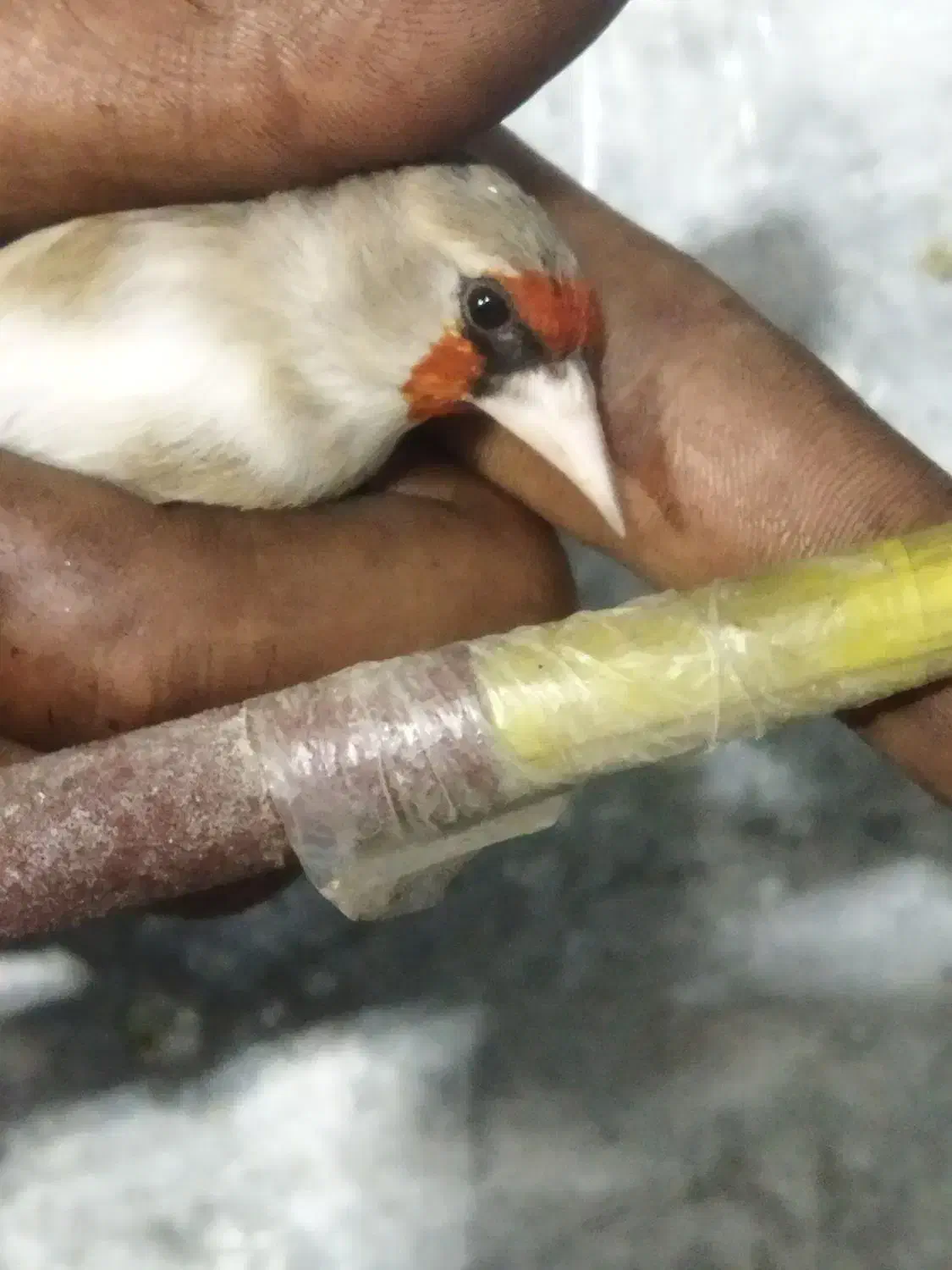 سهره کرمانی مست خون گلبسر مست خون|پرنده|مشهد, کوی المهدی|دیوار