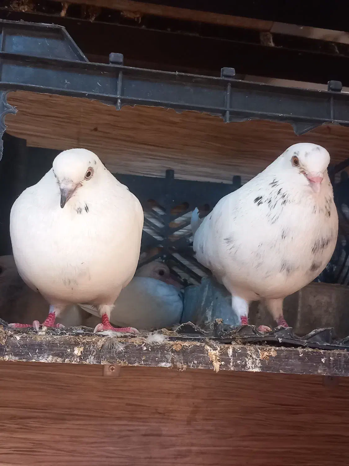 کفتر جوجه کشی.عالی|پرنده|گرمسار, |دیوار