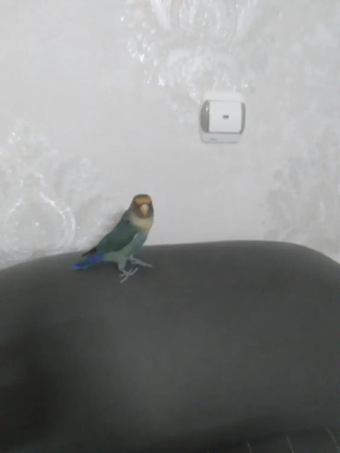 طوطی برزیلی نر|پرنده|اسلامشهر, شهرک مفیدی|دیوار