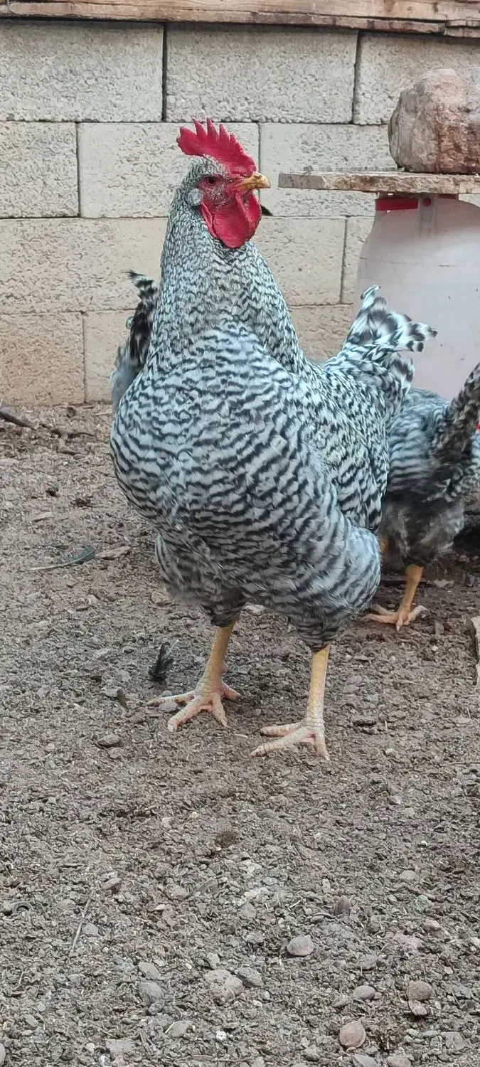 خروس پلیموت اموک|حیوانات مزرعه|باسمنج, |دیوار