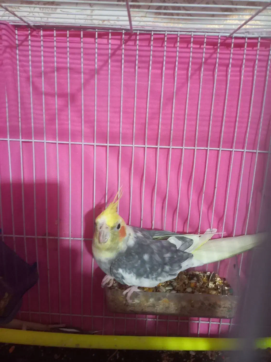 تعدادی عروس هلندی ومرغ عشق دستی ونیمه دستی|پرنده|مشهد, شهرک مهر آباد|دیوار