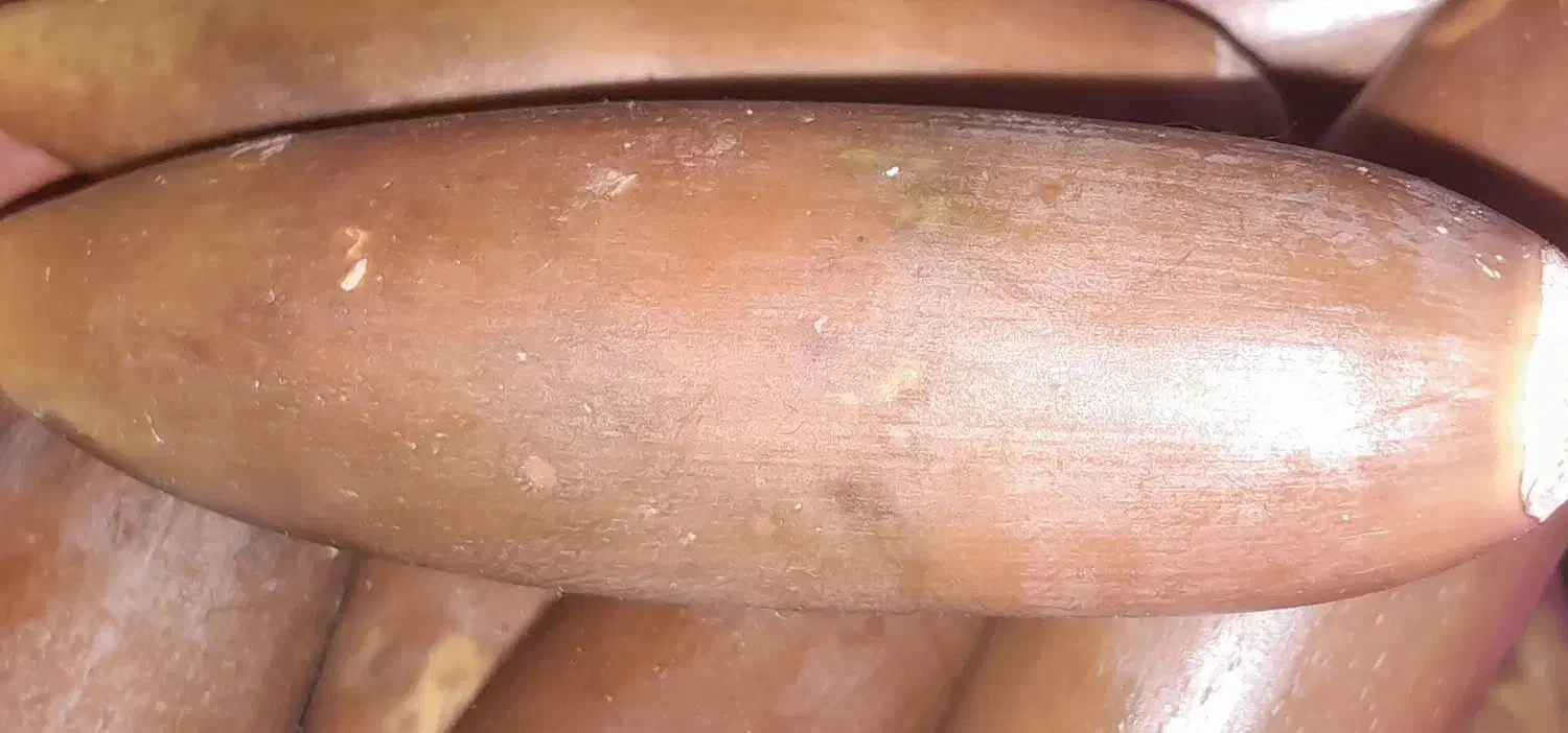 بلوط|عمده‌فروشی|شاهیوند, |دیوار