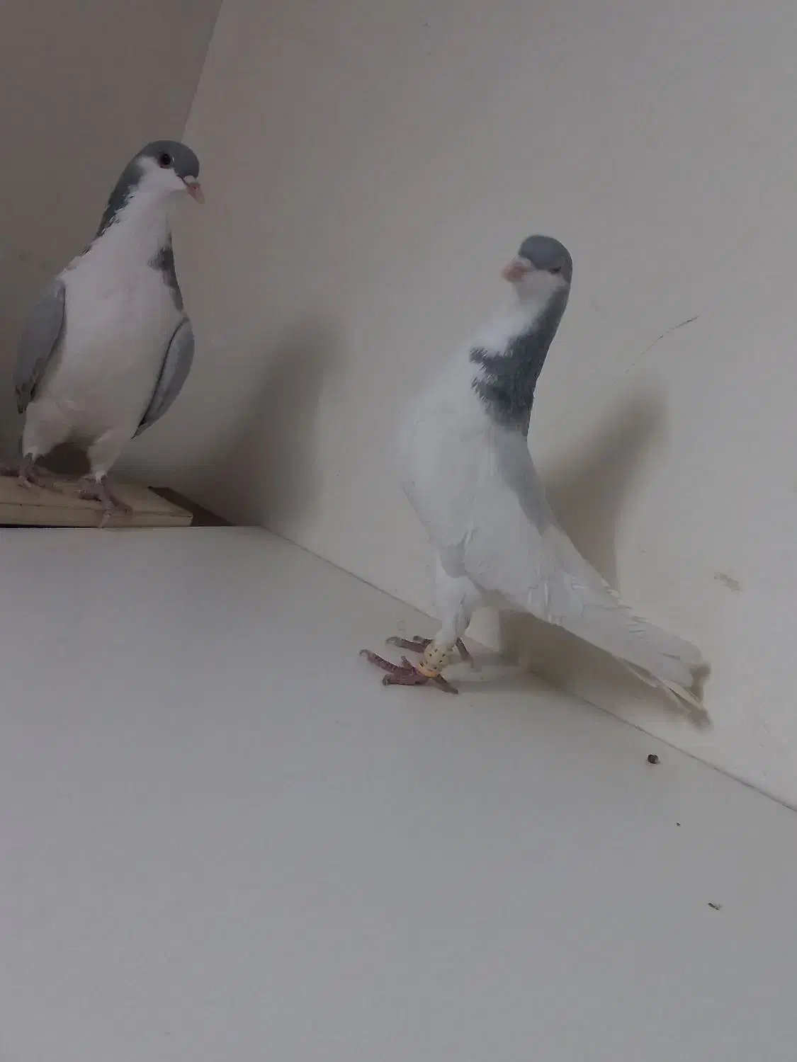 شصتی نر بدرنگ ماده|پرنده|اقبالیه, |دیوار