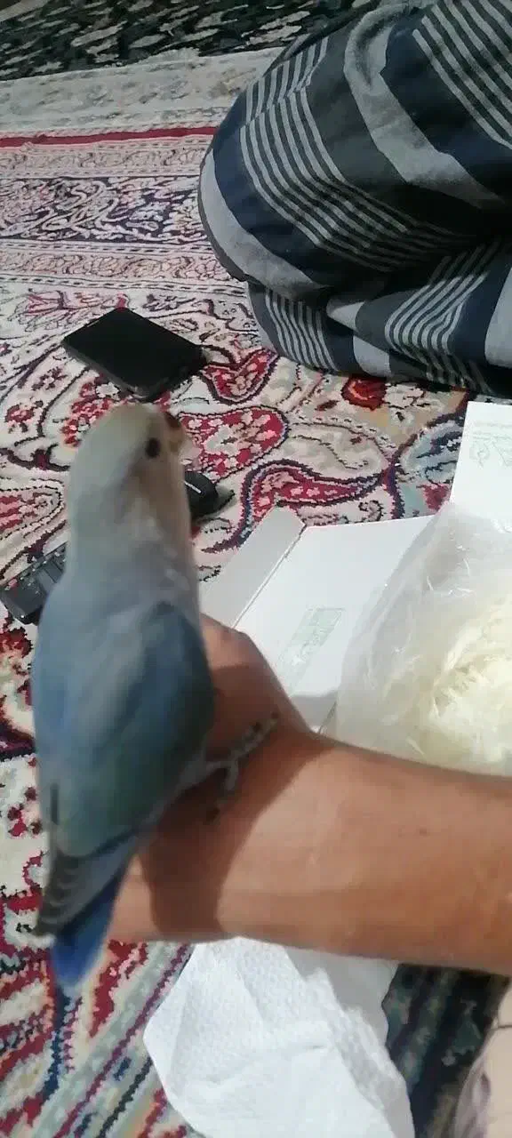 طوطی کوتوله برزیلی گمشده|حیوانات|یزد, |دیوار