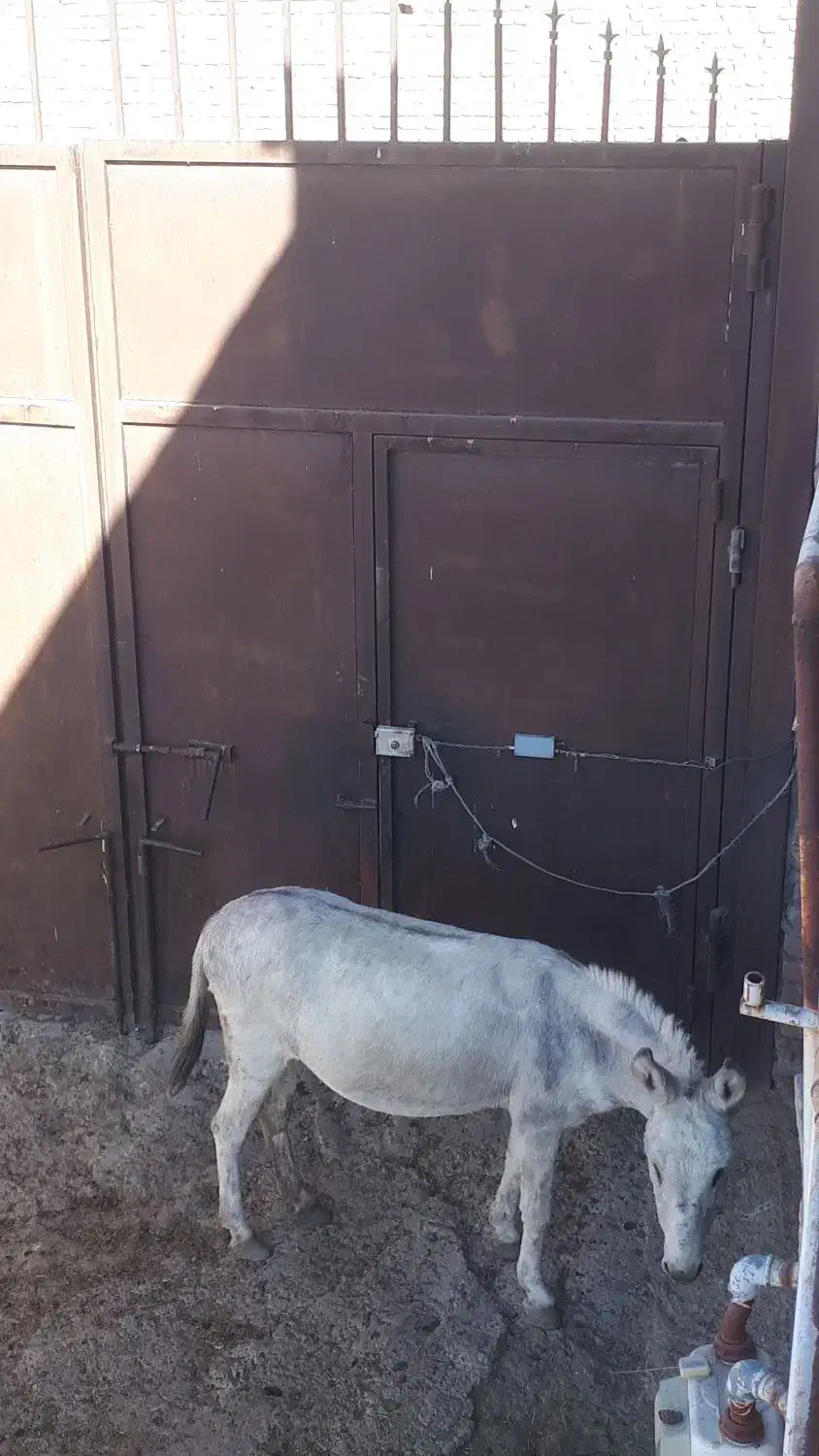 خر باربری|حیوانات مزرعه|زند, |دیوار