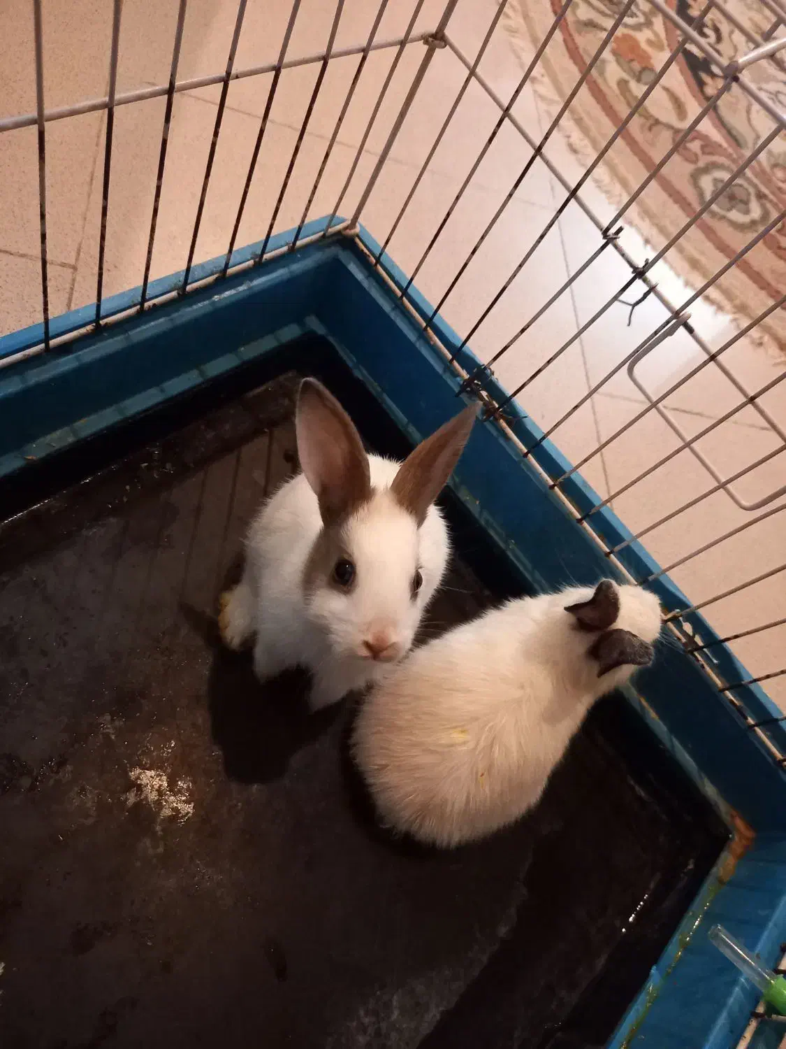 خرگوش با قفس بزرگ|موش و خرگوش|تبریز, |دیوار