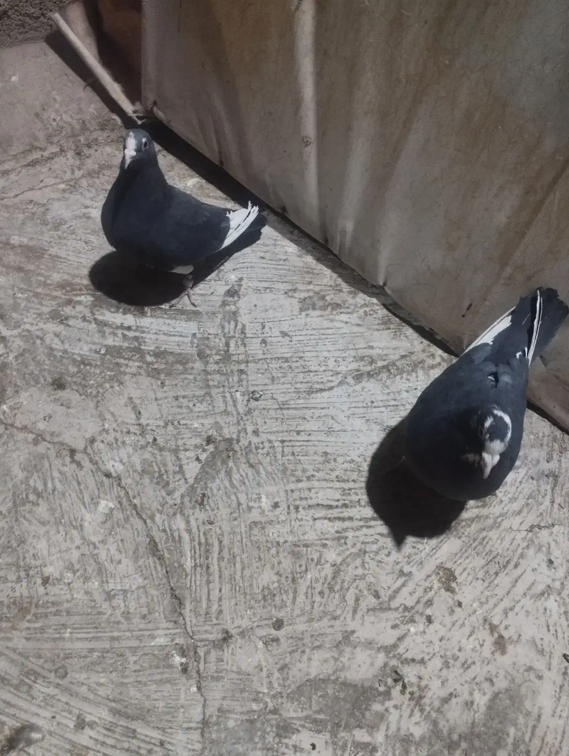 کفتر|پرنده|کرمان, |دیوار