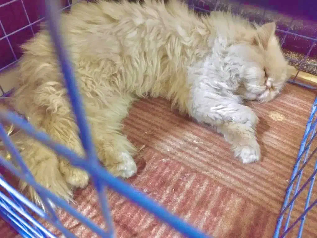 گربه پرشین نر عقیم شده|گربه|کرمان, |دیوار