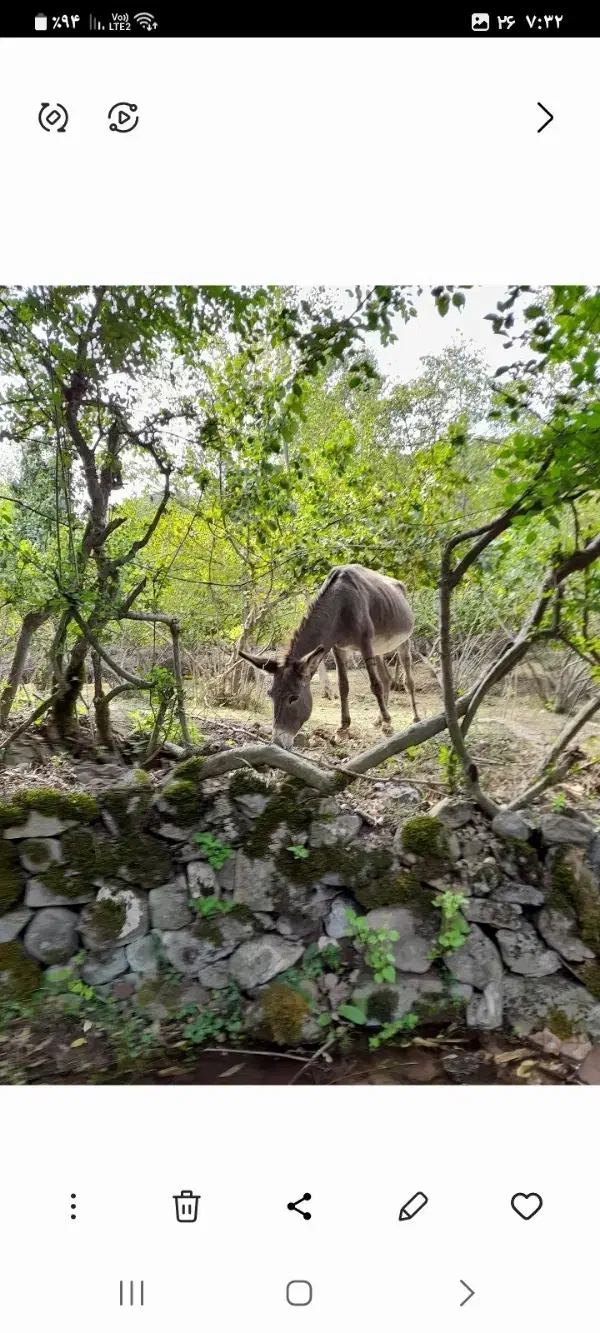 خر جوان|حیوانات مزرعه|دابودشت, |دیوار