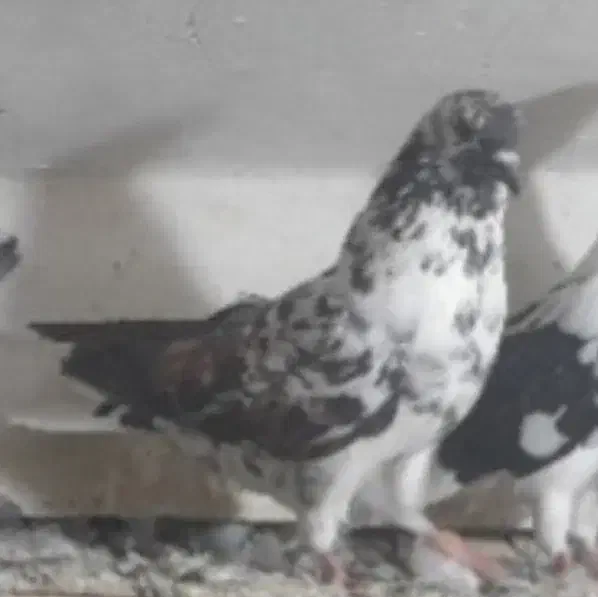 فراری|پرنده|اردبیل, |دیوار