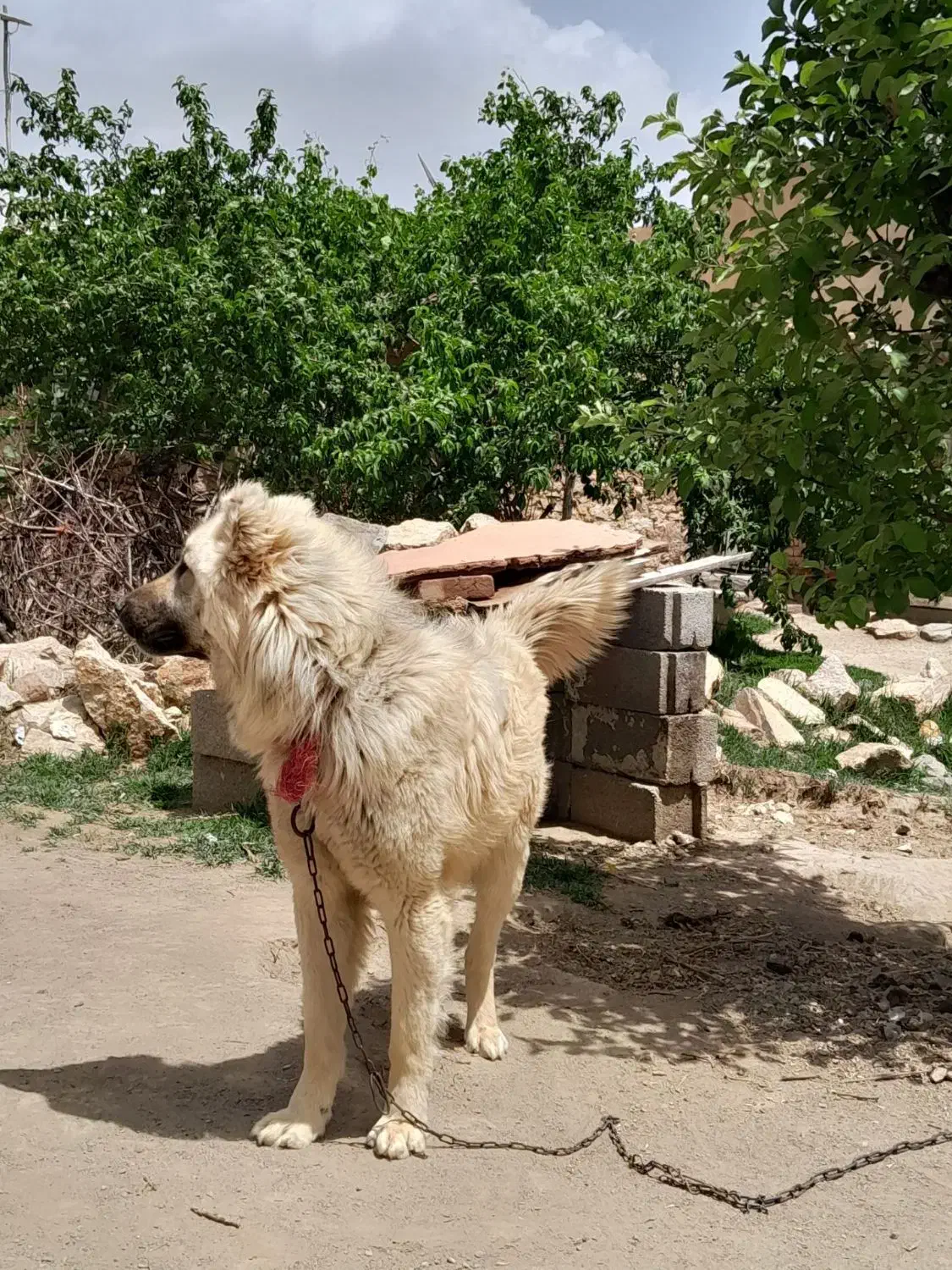 سگ نگهبان|سگ|بناب, |دیوار