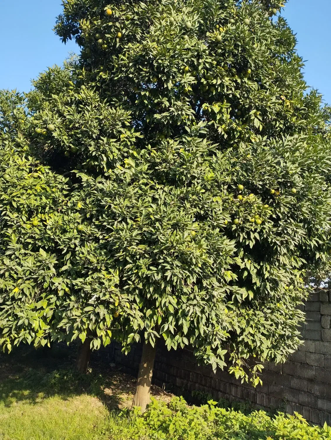 نارنج سردرختی|عمده‌فروشی|آمل, |دیوار