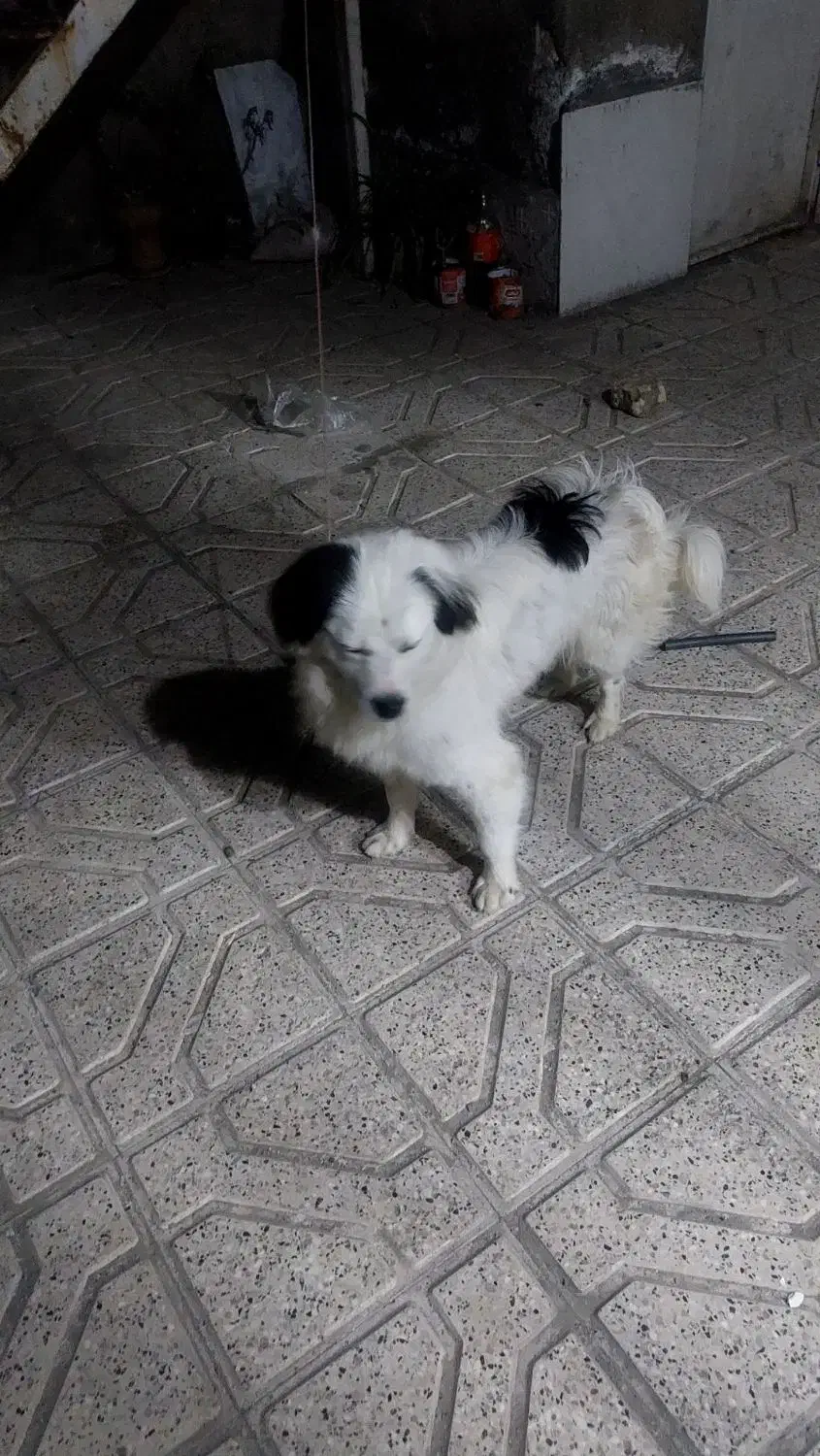 سگ نر پا کوتاه وتربیت شده|سگ|مشهد, انصار|دیوار