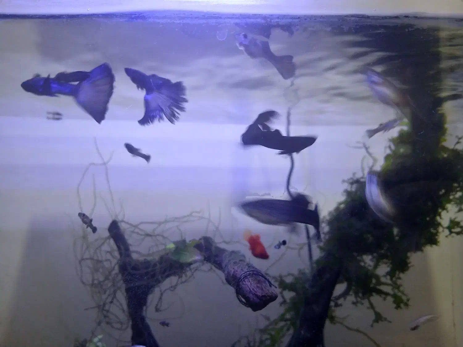 گوپی بلو مسکو و حلزون کیلر|ماهی|اردبیل, |دیوار