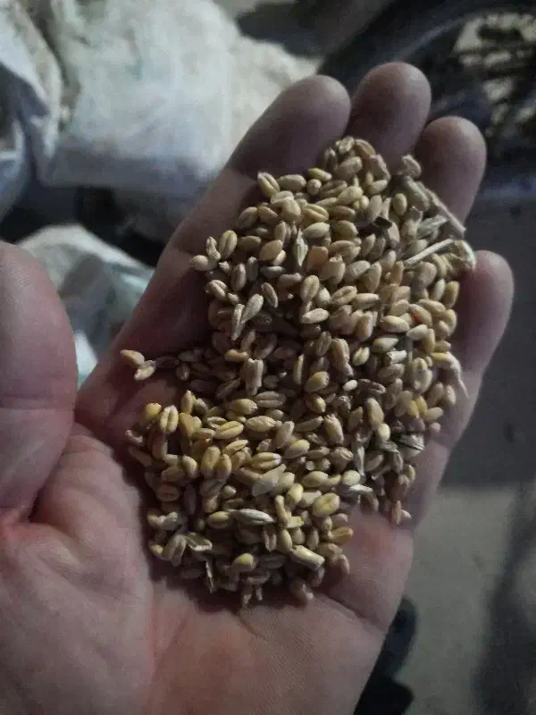 گندم|عمده‌فروشی|رامند, |دیوار