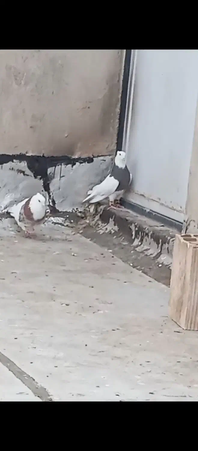 ۴عدد طوقی|پرنده|سمنان, |دیوار