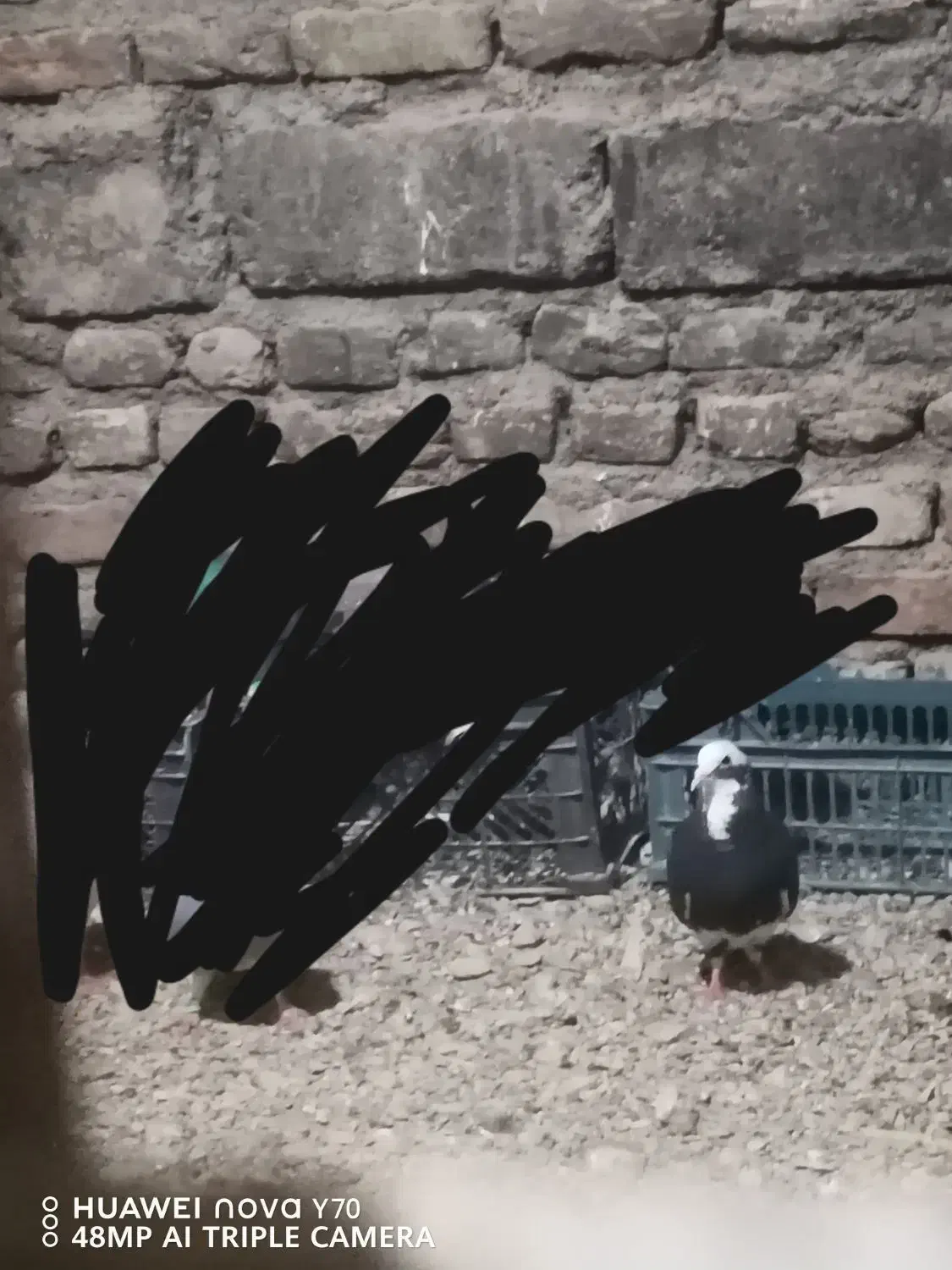 پلنگ|پرنده|کرباسک, |دیوار