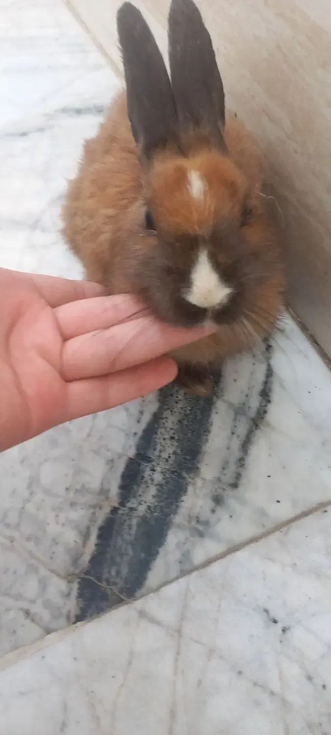 خرگوش|موش و خرگوش|مشهد, ایثار|دیوار