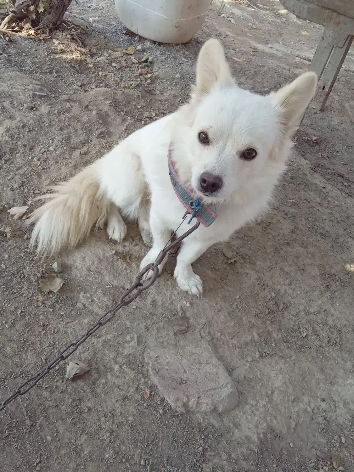 سگ.|سگ|بلوک, |دیوار