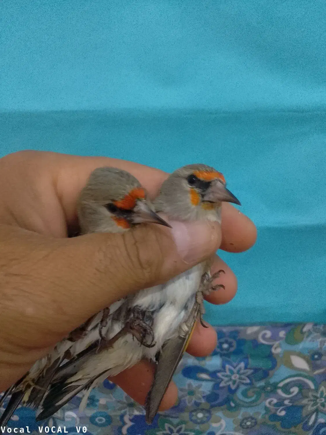 سهره ماده|پرنده|ملک‌آباد, |دیوار