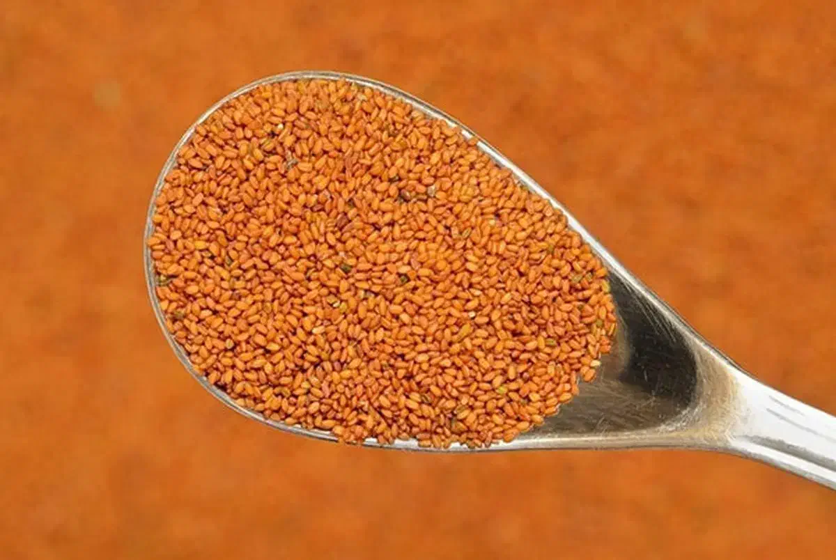 خاکشیر|خوردنی و آشامیدنی|شیراز, رکنآباد|دیوار