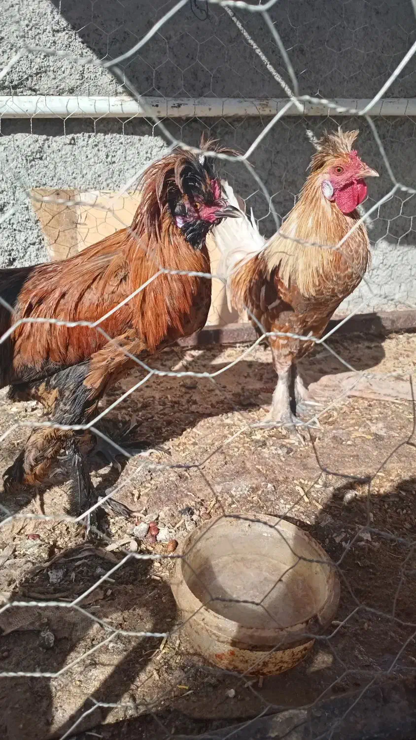 جوجه مرغ و خروس|پرنده|داران, |دیوار