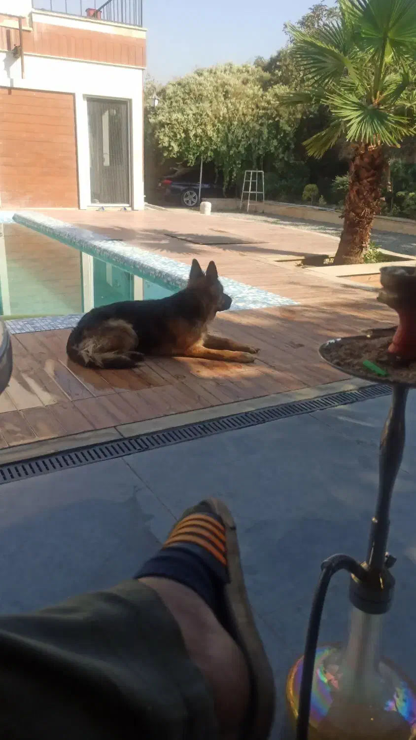 سگ ماده ژرمن|سگ|چهاردانگه (تهران), |دیوار