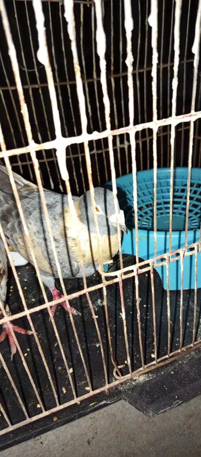 کبوتر|پرنده|بهشهر, |دیوار