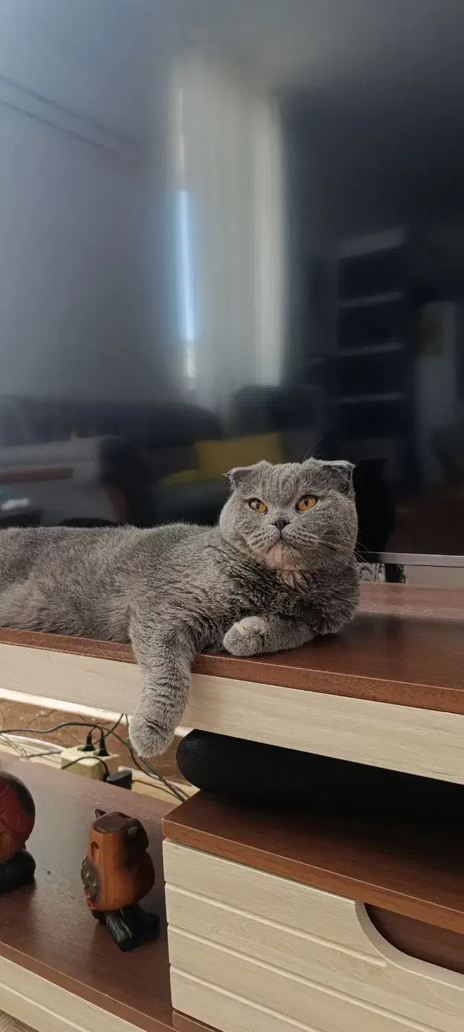 گربه اسکاتیش فولد|گربه|تهران, زعفرانیه|دیوار