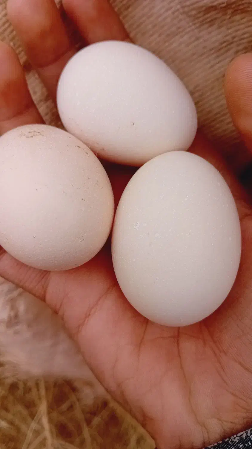 تخم مرغ محلی|خوردنی و آشامیدنی|رامشیر, |دیوار