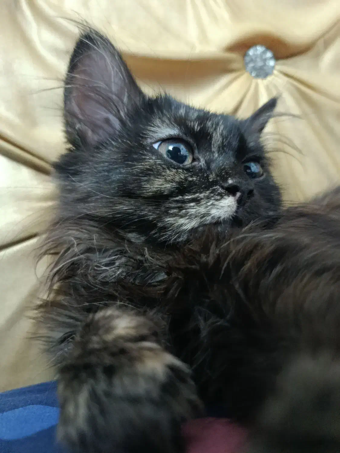 بچه گربه پرشین|گربه|قم, باغ شازده|دیوار