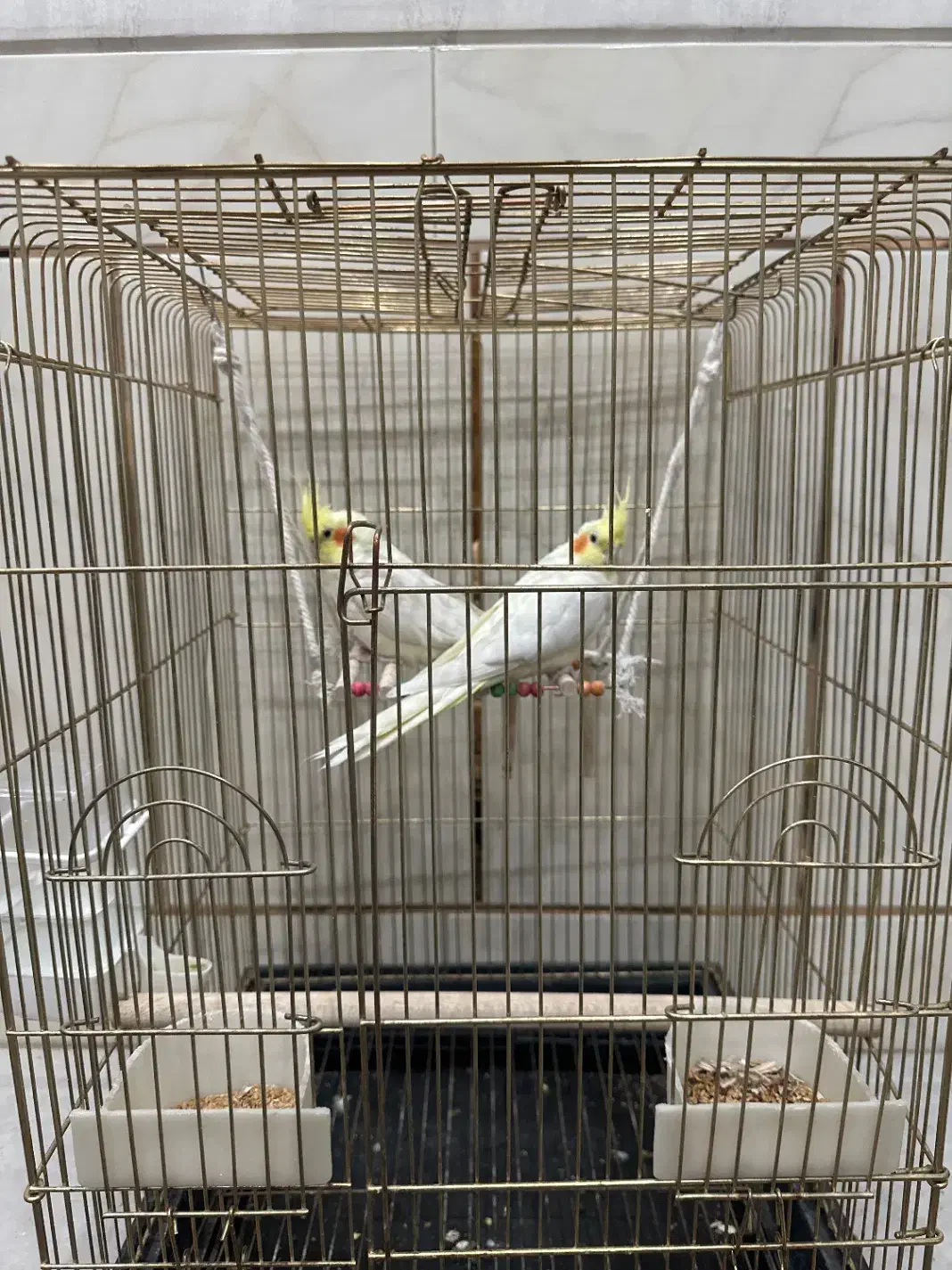 عروس هلندی لوتینو جفت|پرنده|مرودشت, بیست متری بیمارستان|دیوار