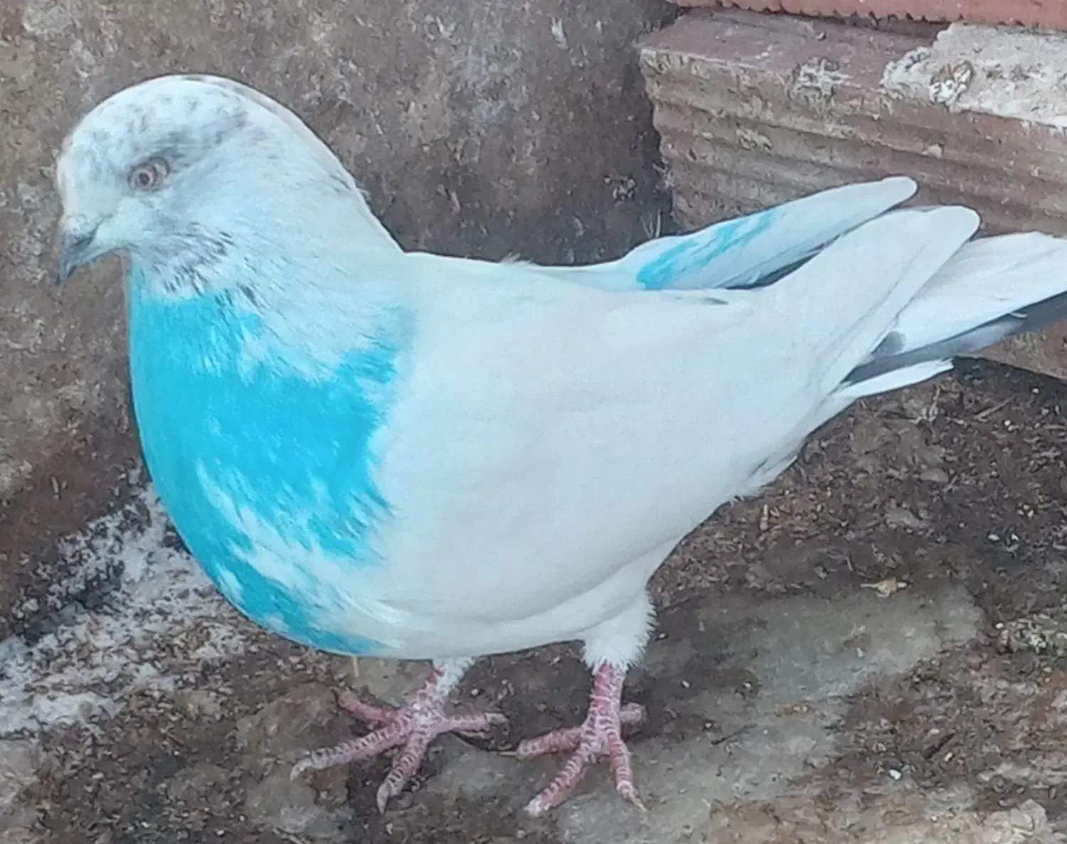 کبوترصیدکردم|حیوانات|اردبیل, |دیوار