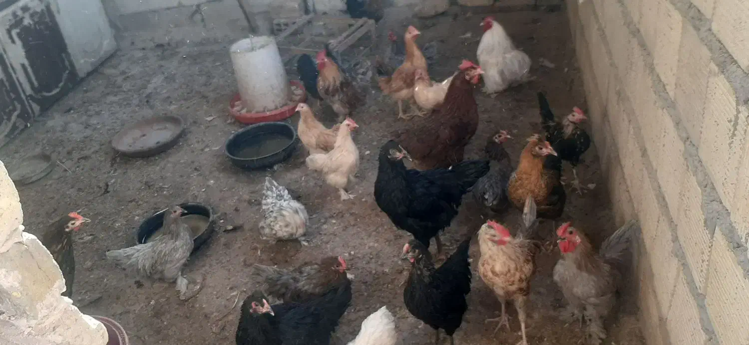 مرغ و خروس و کبوتر ب صورت یکجا|پرنده|اصفهان, همدانیان|دیوار