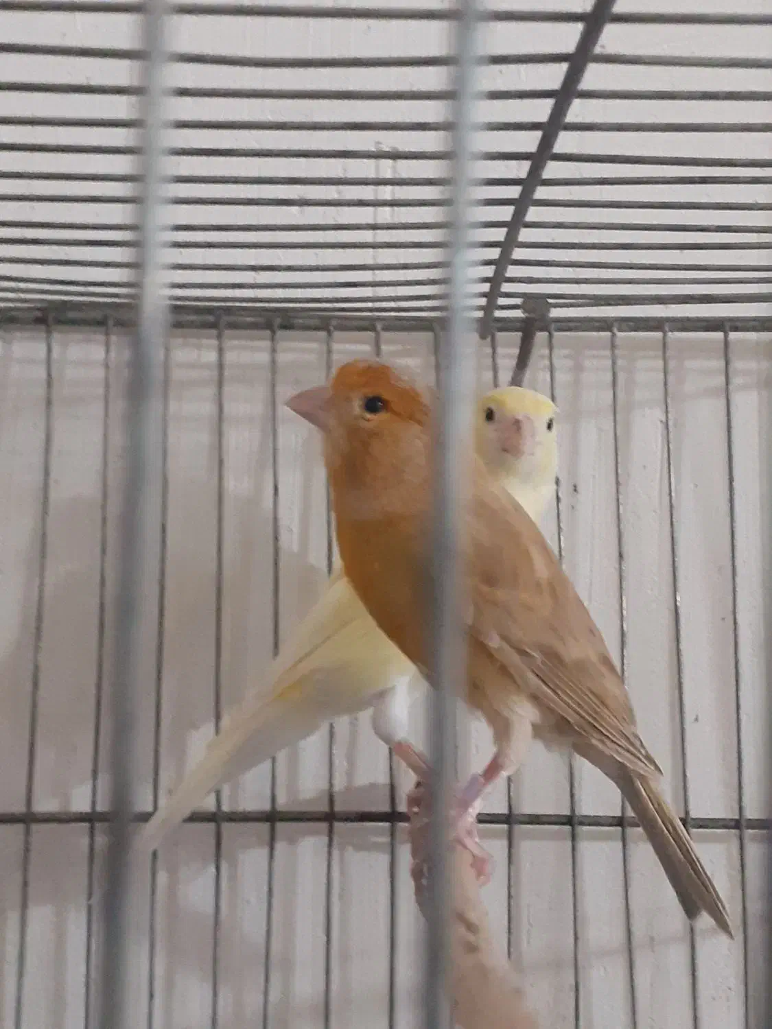 پیراهن|لباس|نورآباد ممسنی, |دیوار