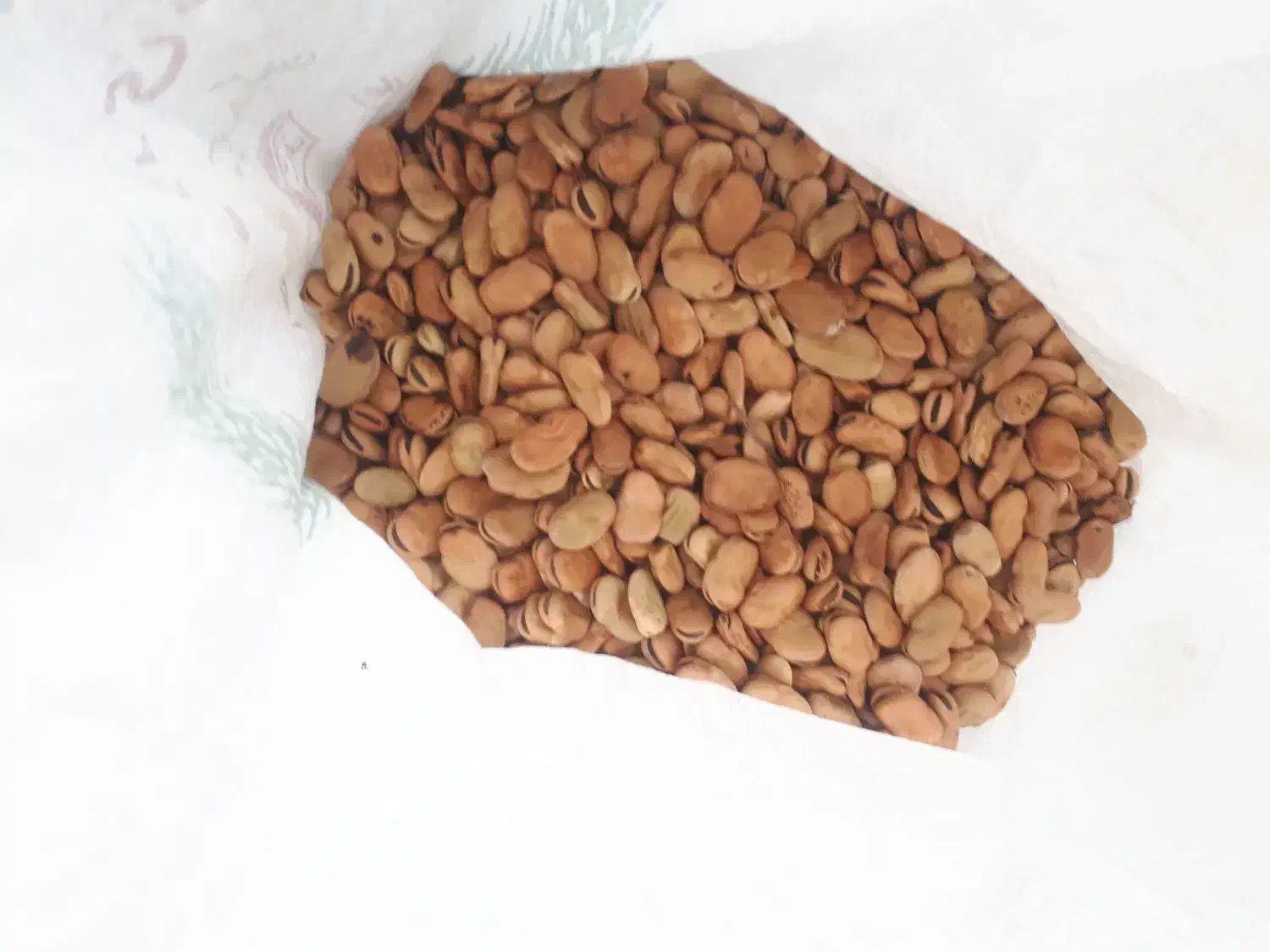 باقالی مازندرانی محلی ارگانیک|خوردنی و آشامیدنی|بندر انزلی, چهارفریضه|دیوار