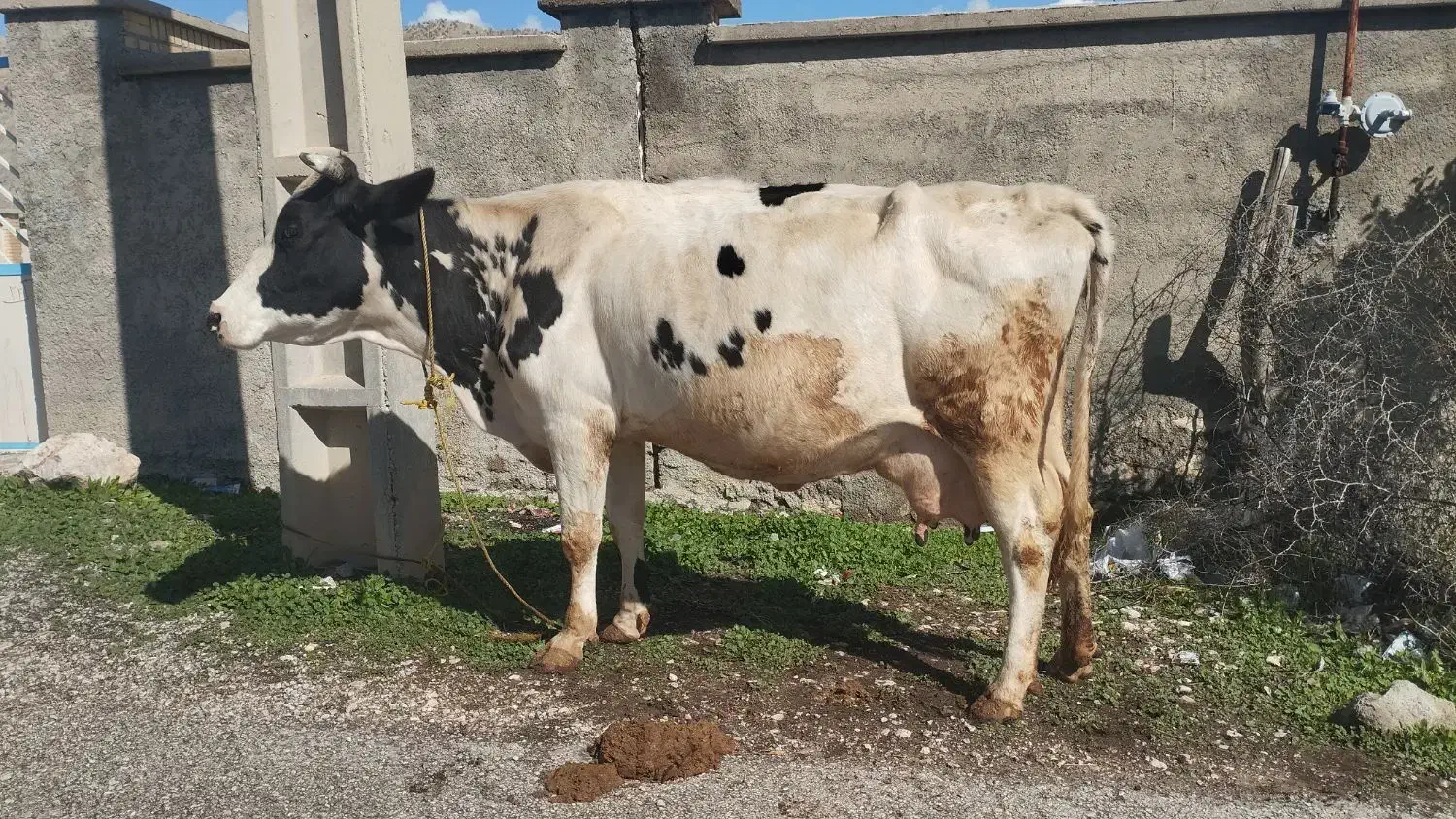گاو اصیل|حیوانات مزرعه|دهدشت, |دیوار