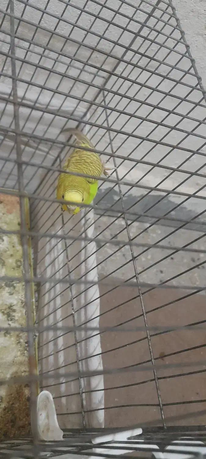 مرغ عشق|پرنده|گتوند, |دیوار