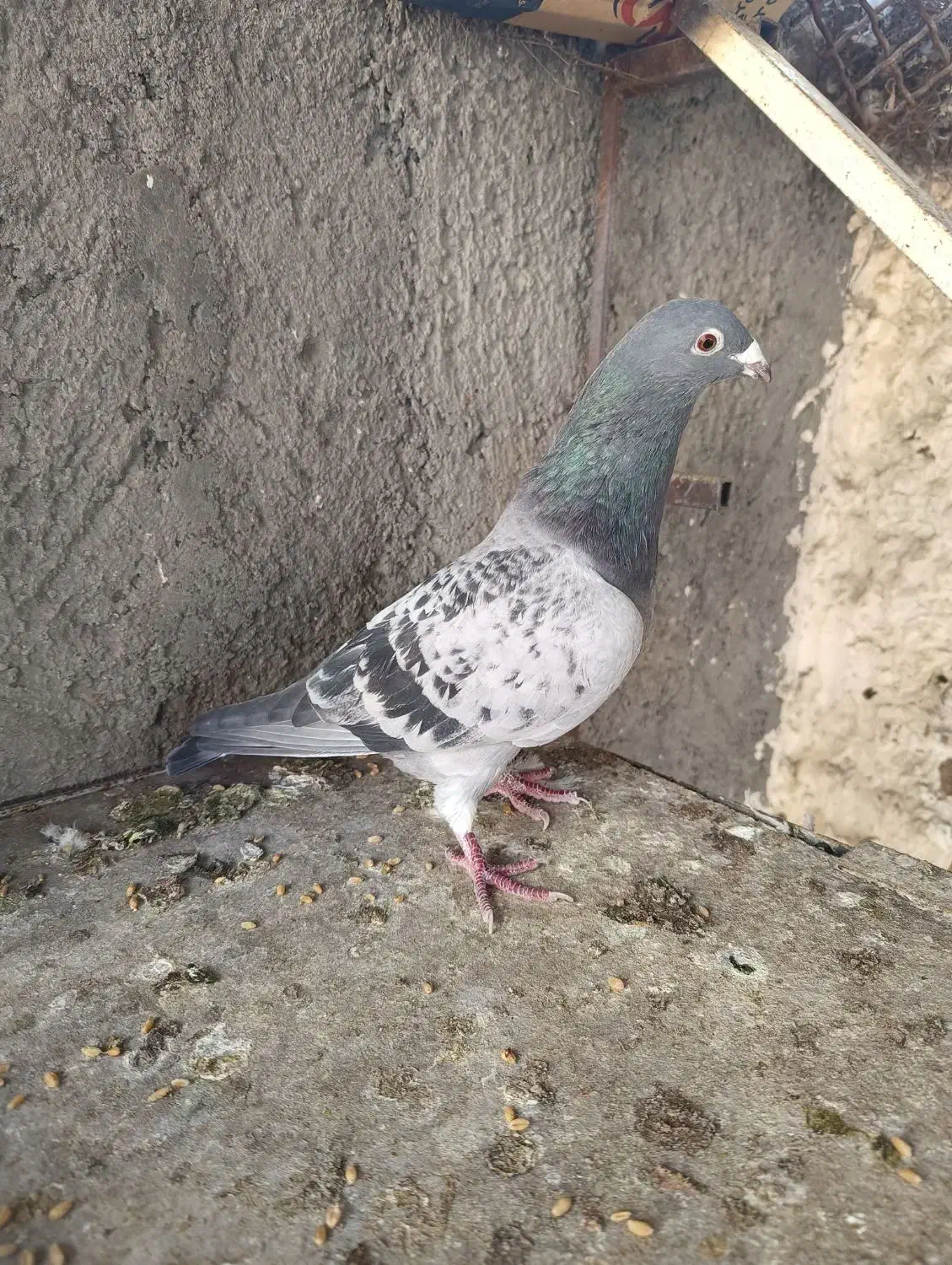 کبوتر نر موریس دلبر|پرنده|مشهد, شهید بصیر|دیوار