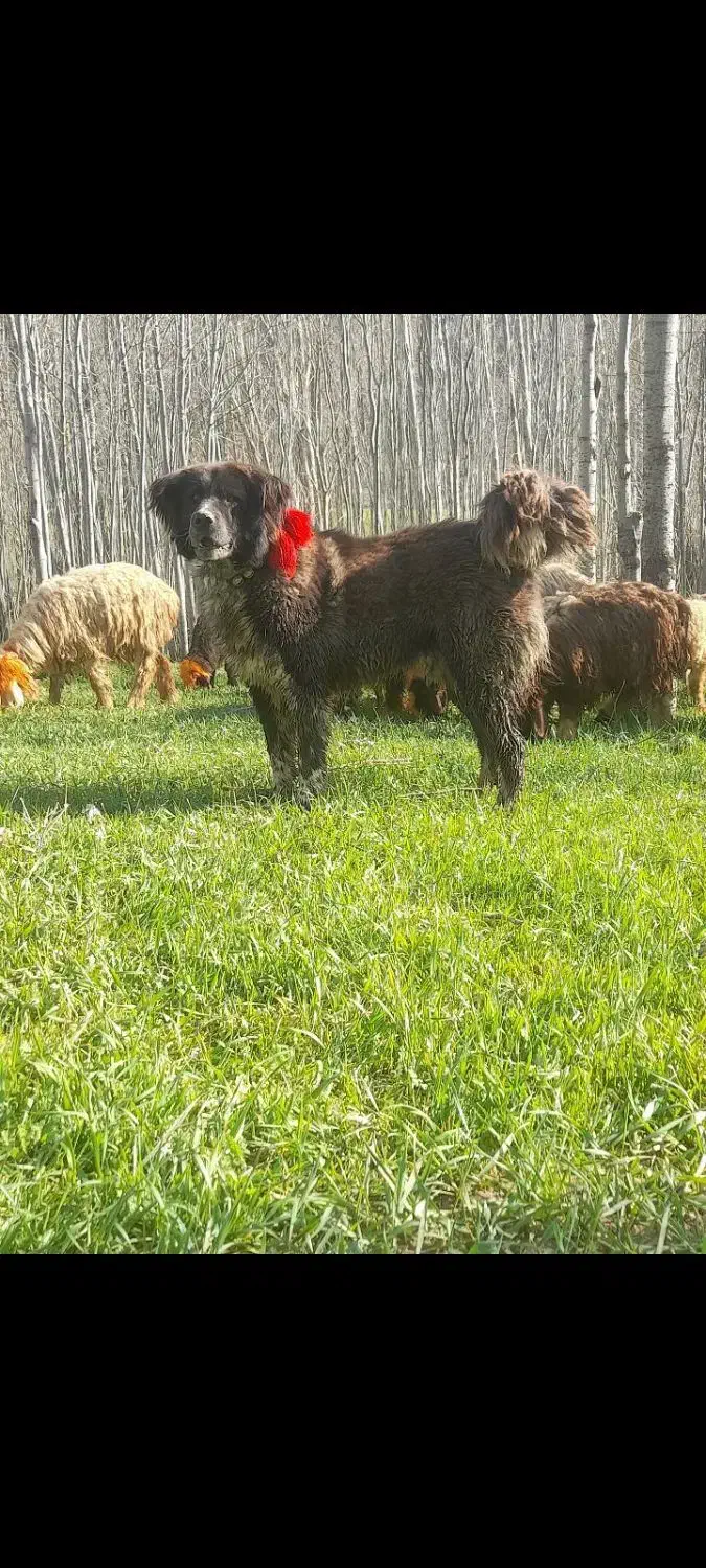 فی ۳۰|سگ|دهق, |دیوار