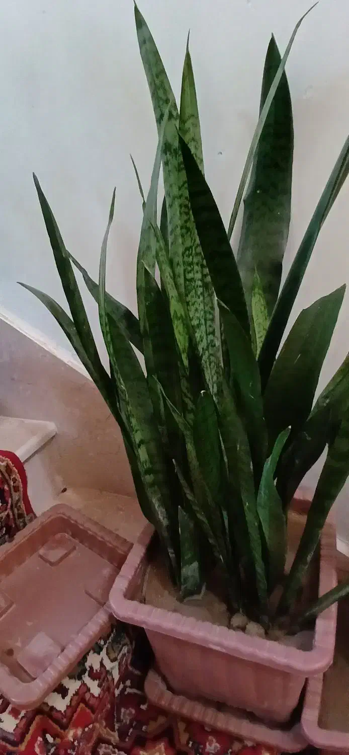 دوعدد گل سانسوریا‌ ویکی لب طلا دیگری ساده|گل و گیاه طبیعی|بناب, |دیوار