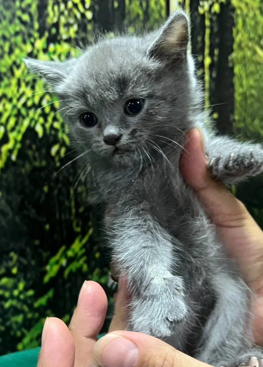 گربه اسکاتیش بریتیش|گربه|قم, بلوار امین و ساحلی|دیوار